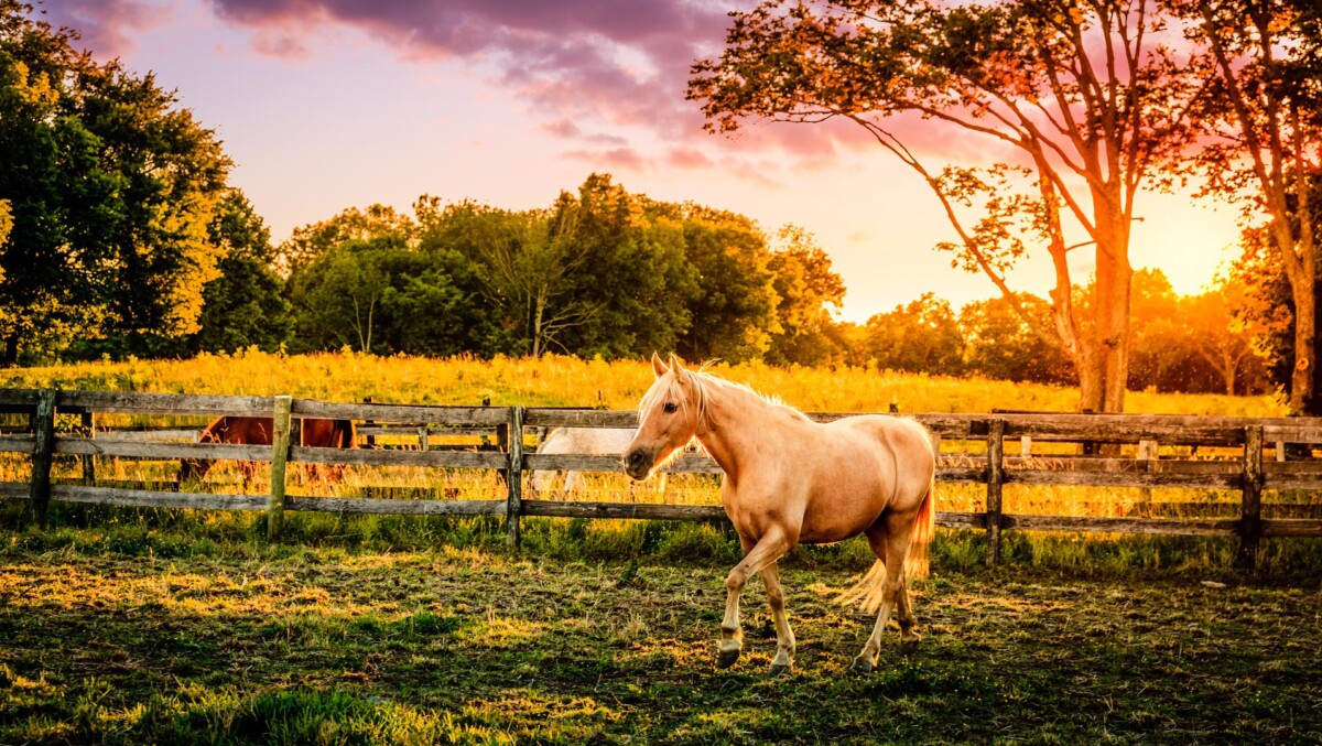 Horse Of A Farm